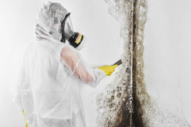 Best Certified Mold Removal  in Castle Point, MO