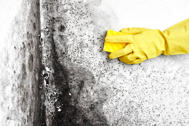 Best Commercial Mold Removal  in Castle Point, MO
