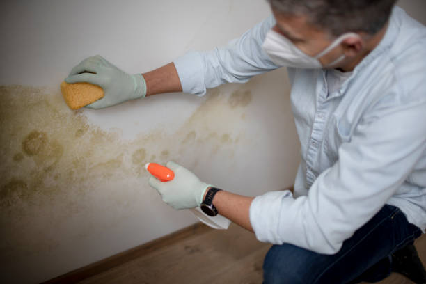 Best Mold Damage Repair  in Castle Point, MO