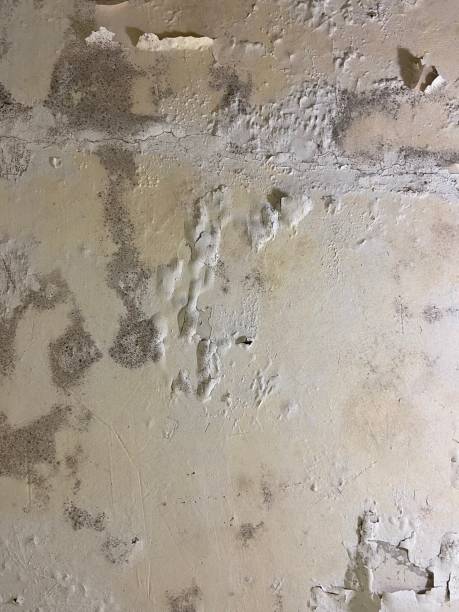 Best Mold Testing  in Castle Point, MO