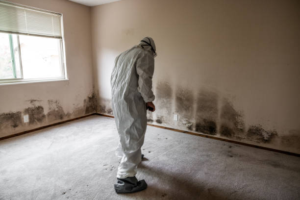 Best Office Mold Removal Services  in Castle Point, MO