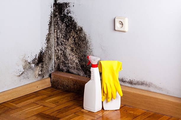 Best Home Mold Removal  in Castle Point, MO