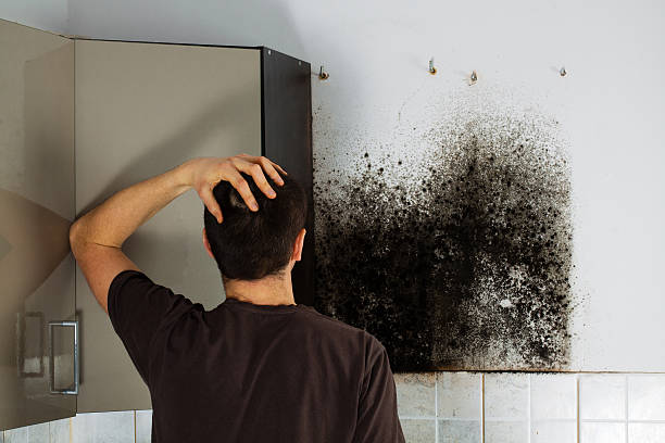 Best Mold Remediation  in Castle Point, MO
