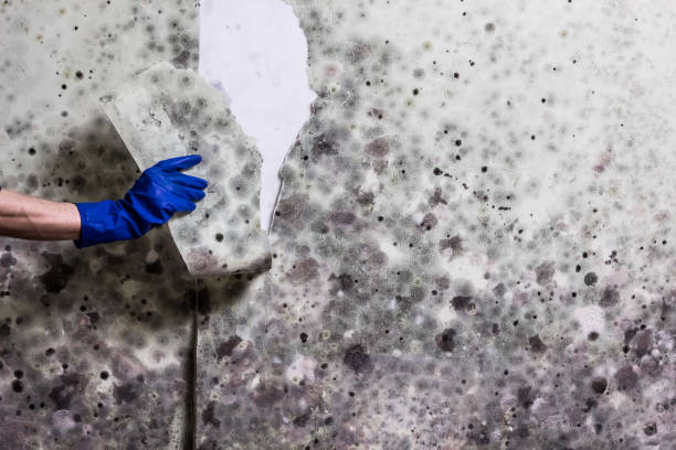 Best Mold Removal Near Me  in Castle Point, MO