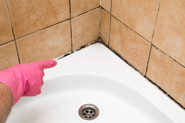 Best Emergency Mold Removal  in Castle Point, MO